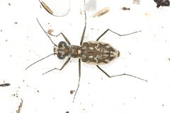 Ellipsoptera hamata