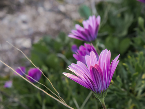Eastern Cape Rain Daisy (Dimorphotheca barberae)