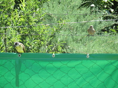 Pitangus sulphuratus