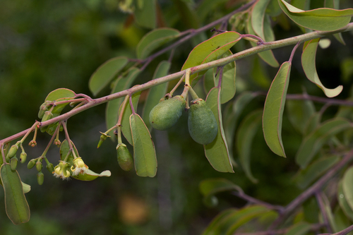 Ximenia americana image