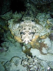 Papilloculiceps longiceps