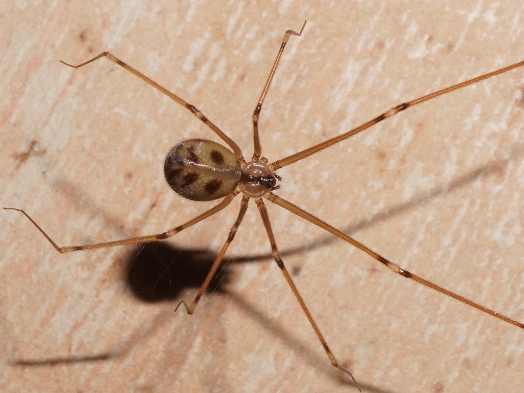 Hoplopholcus forskali