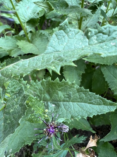 Image of Saussurea americana by no rights reserved