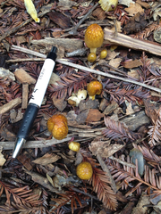 Bolbitius titubans var. olivaceus image