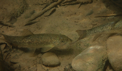 Peloponnese Barbel photo 4