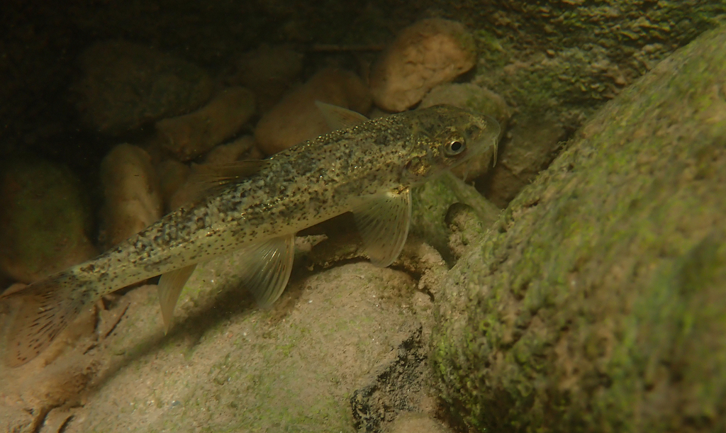 Peloponnese Barbel