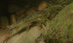 Peloponnese Barbel photo 1
