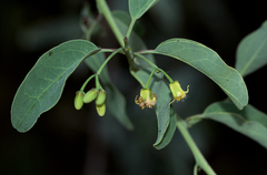 Ximenia americana image