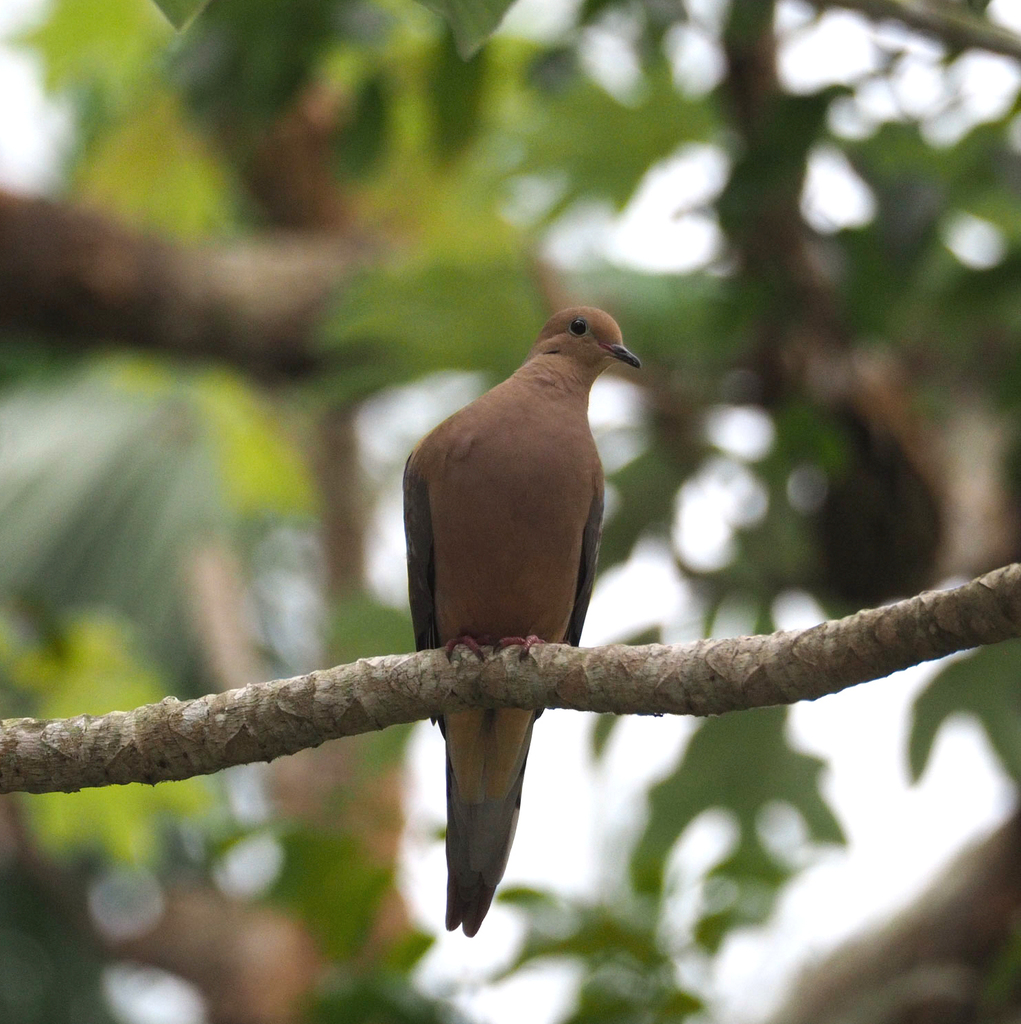 Mourning Dove (Caribbean)