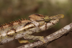 Furcifer antimena