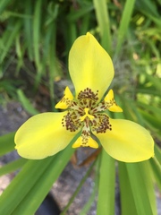 Trimezia steyermarkii