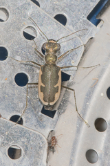 Eunota circumpicta