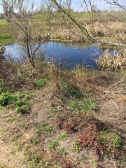 Egretta tricolor image