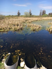 Egretta tricolor image