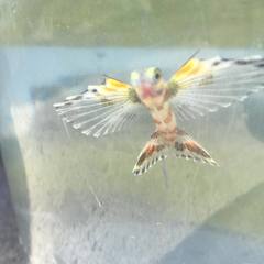 Atlantic Flyingfish photo 3