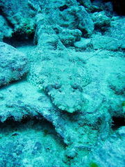 Papilloculiceps longiceps