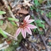 Bulbophyllum acuminatum - Photo (c) Andrea Vannini - Environmental Biologist, some rights reserved (CC BY-NC-ND), uploaded by Andrea Vannini - Environmental Biologist