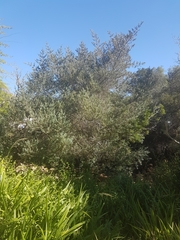 Podocarpus elongatus