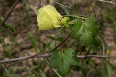 Gossypium herbaceum subsp. africanum image