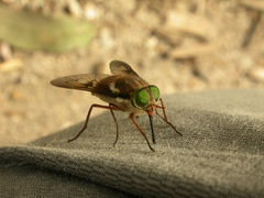 Scaptia maculiventris
