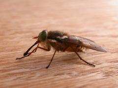 Scaptia maculiventris