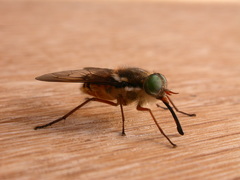 Scaptia maculiventris