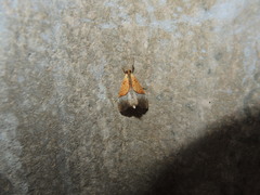 Sagariphora magnificalis