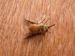 Scaptia maculiventris