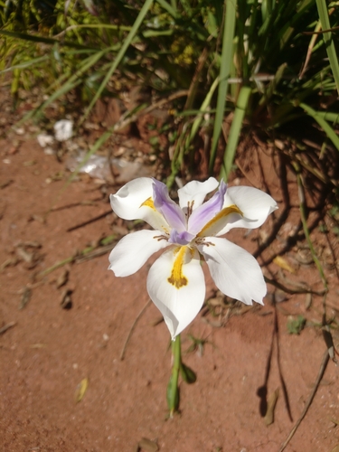 Dietes image