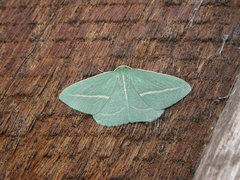 Chlorocoma stereota