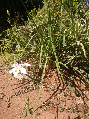 Dietes grandiflora image