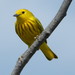 Yellow Warbler - Photo (c) kathleenfspicer, some rights reserved (CC BY-NC)