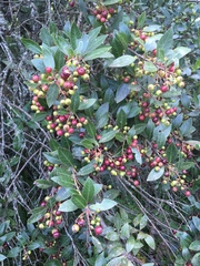 Vaccinium exul