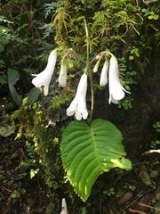 Streptocarpus wilmsii