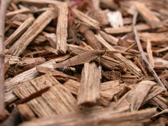Doleromima hypoxantha