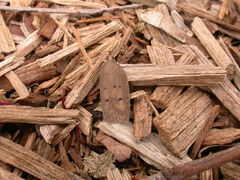 Doleromima hypoxantha