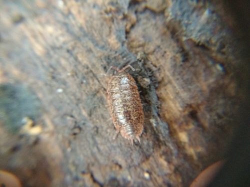 Protracheoniscus politus
