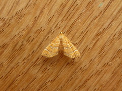 Musotima ochropteralis