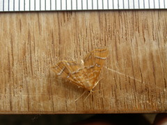 Musotima ochropteralis
