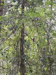 Apaloderma narina narina