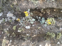 Senecio hederiformis