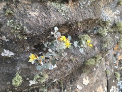 Senecio hederiformis