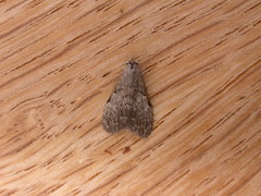 Nola pleurosema