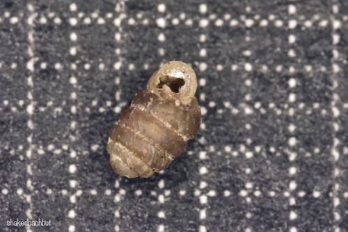 Gibbulinopsis interrupta