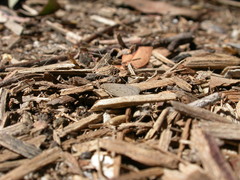 Ironopolia sobriella