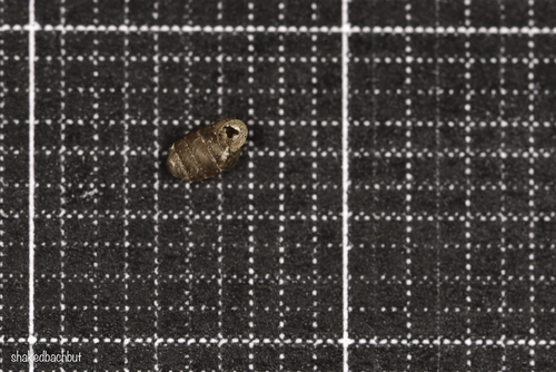 Gibbulinopsis interrupta