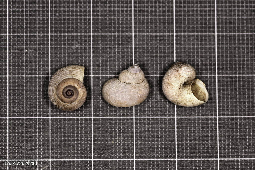 Pomatias rivularis