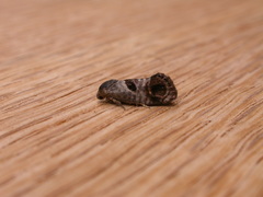 Eupselia beatella