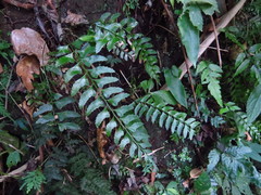 Polystichum formosanum