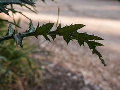 Galactites tomentosus